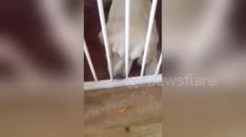Newsflare Edit - Funny dog trying to eat carrot through the stairgate. FAIL ????