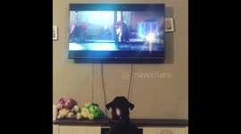 @thismorning #Bustertheboxer Here's my Boxer Buddy enjoying the John Lewis advert ???? https://t.co/j8wR3R4qSD