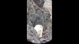 Kodiak goat epic fail