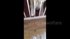 Newsflare Edit - Dog tries to eat carrot through stair gate, fails