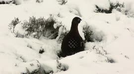 Grouse in snow foraging for food in Scotland