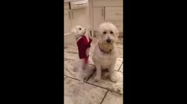 What having a little brother is like