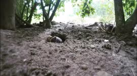 Backpacker shocked after two thieving crabs caught on video trying to steal his camera