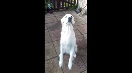 Funny dog thinks she is a Meerkat. Fail 