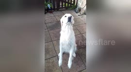Newsflare Edit - Funny dog thinks she is a Meerkat. Fail 