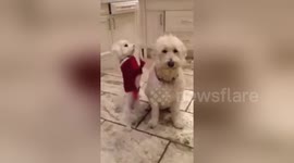 Very patient dog ignores playful brother