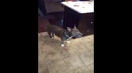 Pitbull pops Balloons = 1 happy pooch.