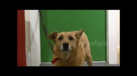 Sassy Dog back talks when told to sit (Video)