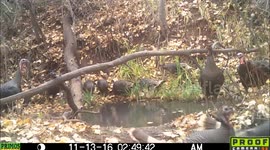 Tom Merriam's Turkey struts momentarily 