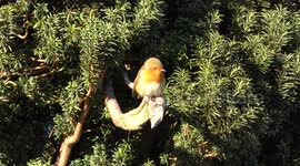 UHD Film of Robin (European) on branch in sunshine with puffed up plumage