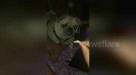 Newsflare Edit - Hungry Pug