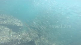 Man swims in the middle of a shoal of fish and sees a Cod trying to catch fish!