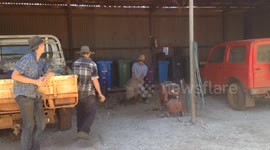 Student rides wild pig on school excursion!