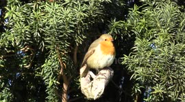 Close up of red robin (european) bird in winter sunshine in Scottish highlands