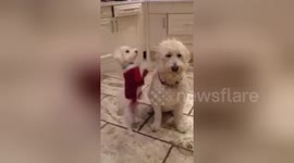 Newsflare Edit - Very patient dog ignores playful brother