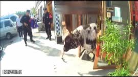 'Out-of-control' bull runs loose through Chinese city