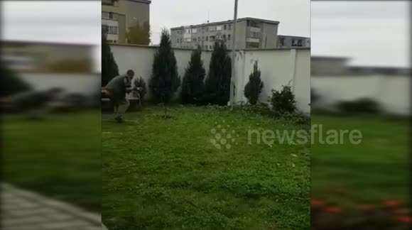 Wild boar on the street from Baia Mare, Romania