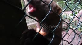 Funny Tayra loves to get a scratch