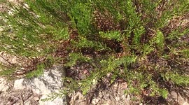 lizard wildlife crete