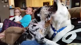 Two Dogs Comically Growl in Each Others Faces