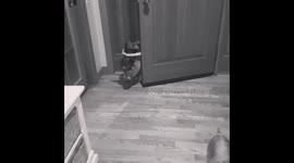 Mini Pig learns to close the door