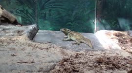 Dancing Lizard