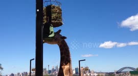 Giraffe Eating
