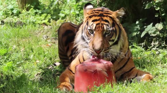Birthday Boy Raja Beats the Heat with a Special Frozen 3rd Birthday ...