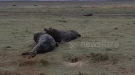 Two Grey Seals (Bulls) fight over a female at Donna Nook, Lincolnshire.