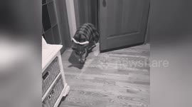 Newsflare Edit - Mini pig learns how to close a door