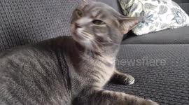 The Cat's Funny Reaction