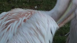 inside the mouth of a pelican