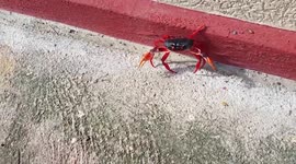 Escaping crab in the hot sun of Jamaica!