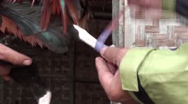 binding a razor spur to a fighting cock