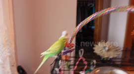 Snow being Naught while her friends are watching