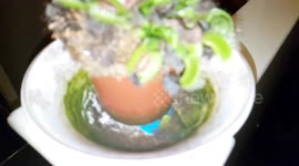 Venus Fly Trap 'eating' a spider