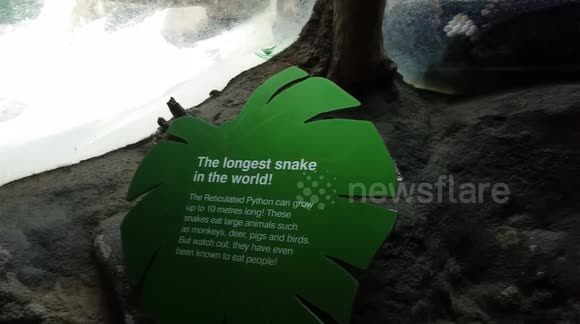 Reticulated Python At Taronga Zoo Sydney Australia 