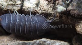 Huge Isopod in the Maldives