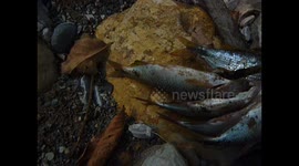 Paititi Expedtion: Jungle Lunch! 