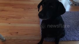 Dog takes mannequin challenge