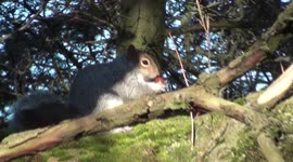 Squirell cleans a nut for the winter