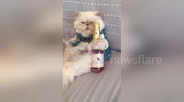 Newsflare Edit - Cat on a Monday