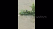 Drone rescues stranded cat trapped by floodwaters for two days