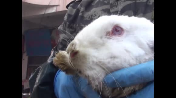 Tusked Rabbit Rabbit With