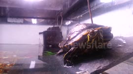 Terrapin in tank co - existing with fish