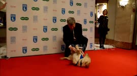 Adrian Chiles Tickles A Guide Dog