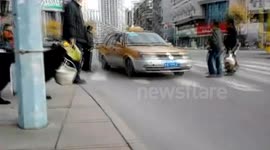 dog carrying a hamper