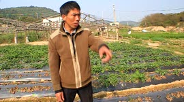 Man's strawberries were poisoned by competitor