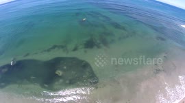 Shoals of Earth: Millions of sardines shoaling in California coast