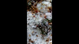 Fish surviving in barrel of rainwater 